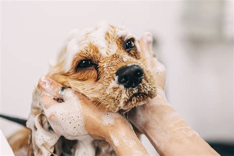 5 tips om je hond te wassen zonder stress! .